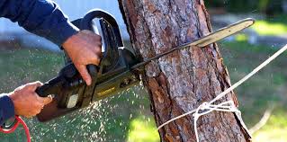 Best Arborist Consultation Services  in Newton, NJ