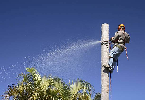 Best Utility Line Clearance  in Newton, NJ