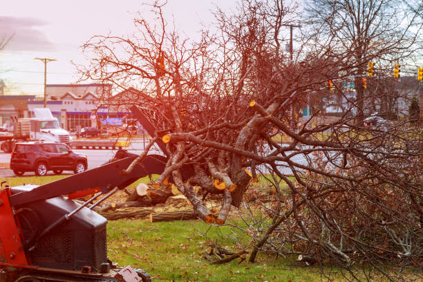Best Hazardous Tree Removal  in Newton, NJ