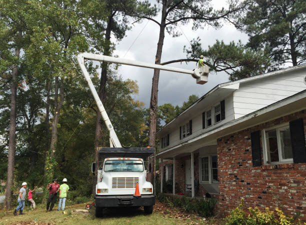 How Our Tree Care Process Works  in  Newton, NJ
