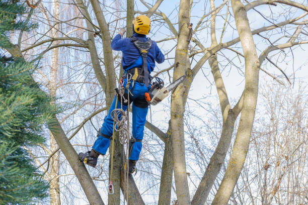 Best Tree and Shrub Care  in Newton, NJ