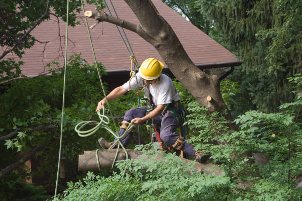 Best Commercial Tree Services  in Newton, NJ
