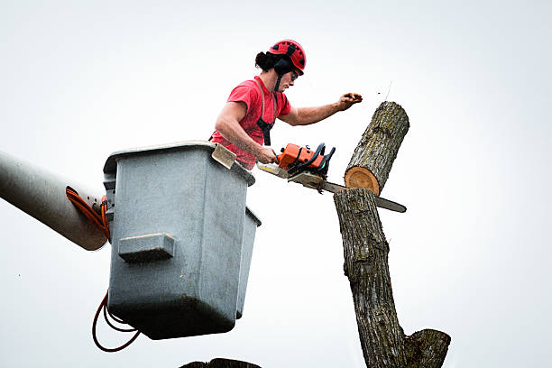 Best Commercial Tree Services  in Newton, NJ