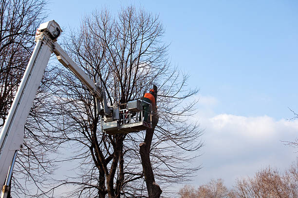 Best Tree Mulching  in Newton, NJ