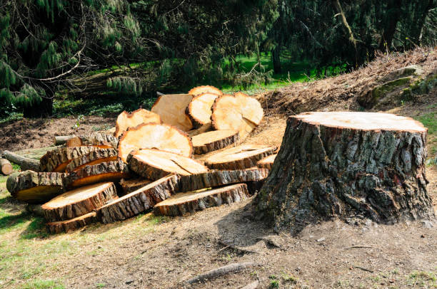 Newton, NJ Tree Care Company